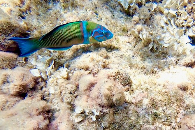 Snorkeling Experience to Discover the Dolphin Inside You! - Additional Information