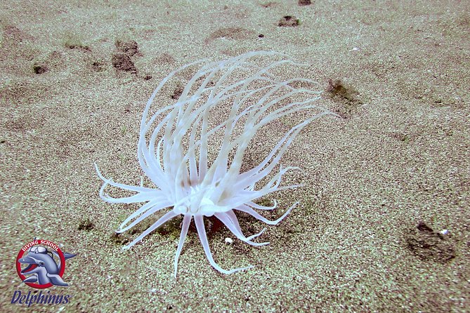 Snorkeling From Boat & Visiting Puerto De Mogan - Cancellation Policy