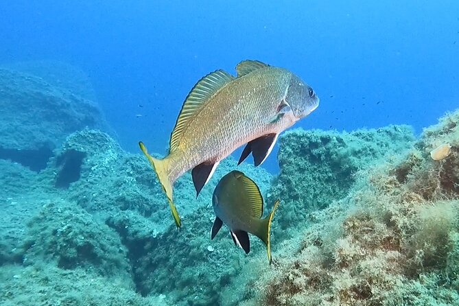 Snorkeling in the Marine Protected Area of Capo Carbonara - Responsible Snorkeling Practices in Capo Carbonara