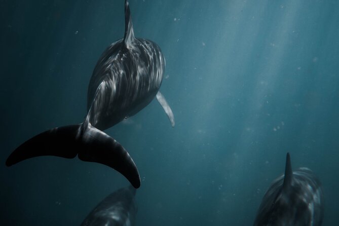 Snorkeling Open Ocean Wildlife Safari in Los Cabos With Photos Included - Important Terms and Conditions