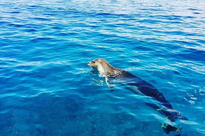 Snorkelling Trip Marine Reserve of Garajau - Common Questions