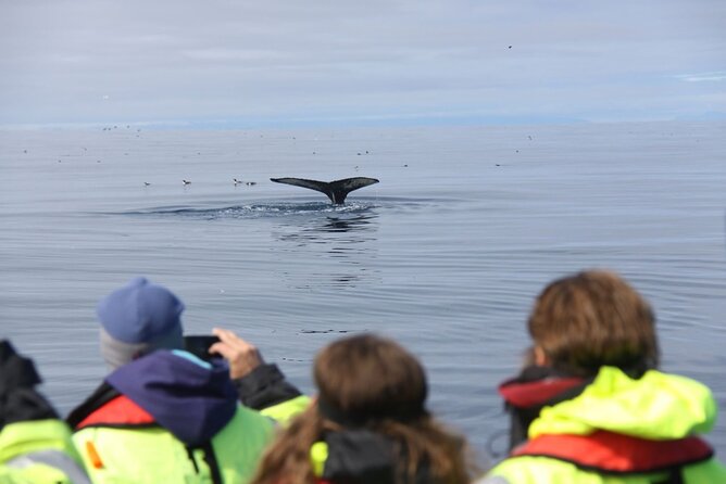 Speedboat Whale Watching in Reykjavík Iceland - Small Group - Viator Help Center and Terms & Conditions