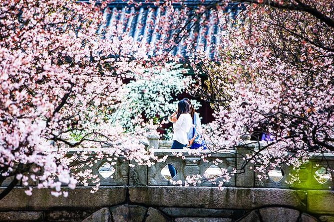 Spring 6 Days Cherry Blossom Jeju&Busan&Jinhae&Gyeongju on 31 Mar to 10 Apr - Additional Information and Terms