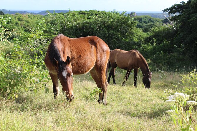 St. Croix Horseback Ride  - St Croix - Highlights and Itinerary
