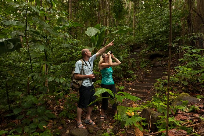St Lucia Jacquot Trail Hike at Rainforest Adventures - Reviews and Pricing for the Jacquot Trail Hike