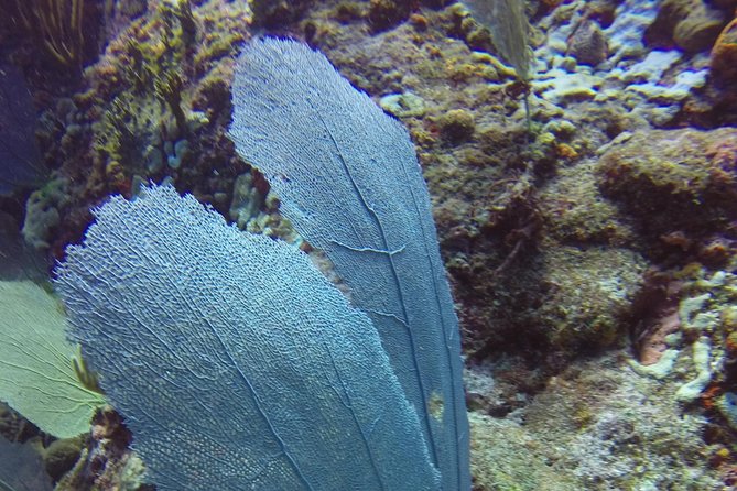 St Maarten Discover Scuba - Common Questions