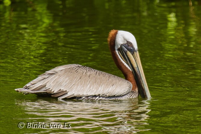 St.Martin - St.Maarten: Small Group, Birding Tour / Bird Watching Tour - Inclusions and Amenities