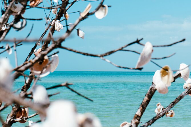 St. Pete Dolphin Watching and Shelling Adventure - Highlights of the Trip: Dolphins, Shells, and Scenery