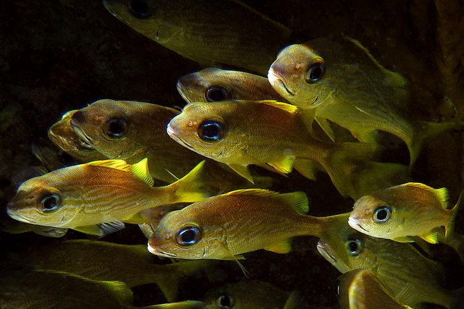 St Thomas Kayak and Sea Turtle Snorkel Excursion - Viator Help Center and Product Information