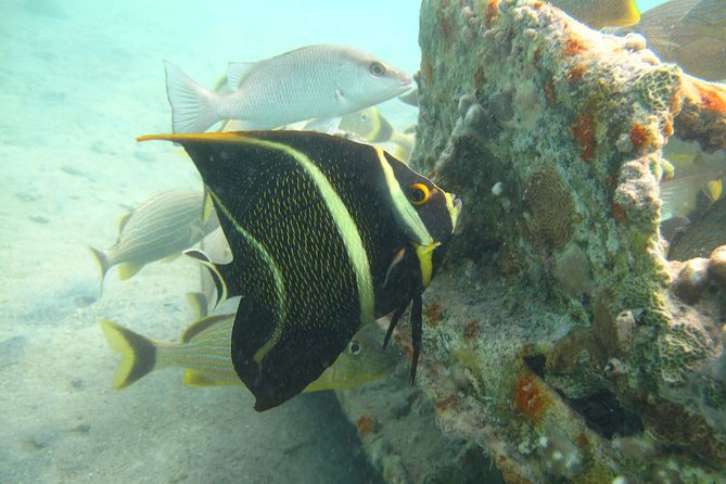 St Thomas Mangrove Lagoon Kayak and Snorkel Tour in the US Virgin Islands - Cancellation Policy and Important Considerations