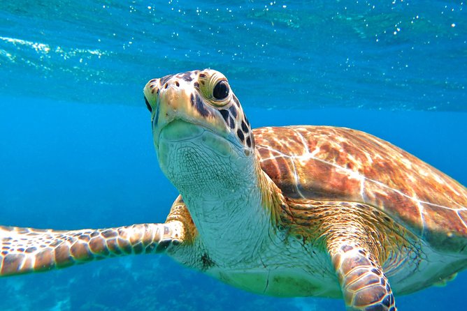 St. Thomas Private Snorkeling Expedition  - St Thomas - Common Questions