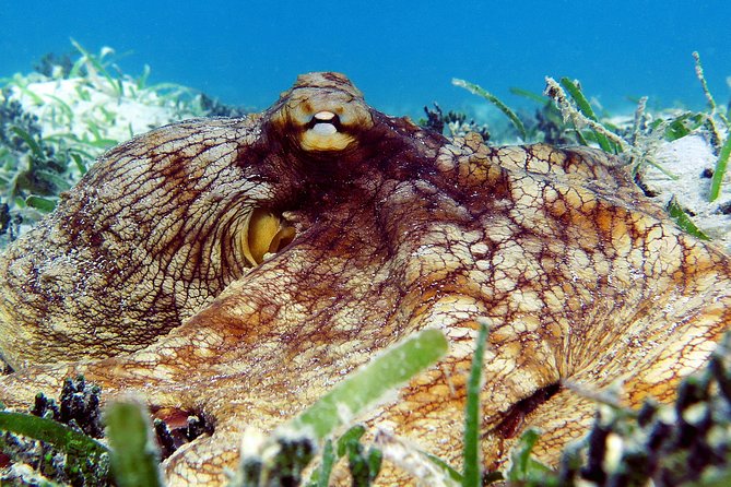 St Thomas Sea Turtle Snorkel Kayak Adventure Tour - Common Questions