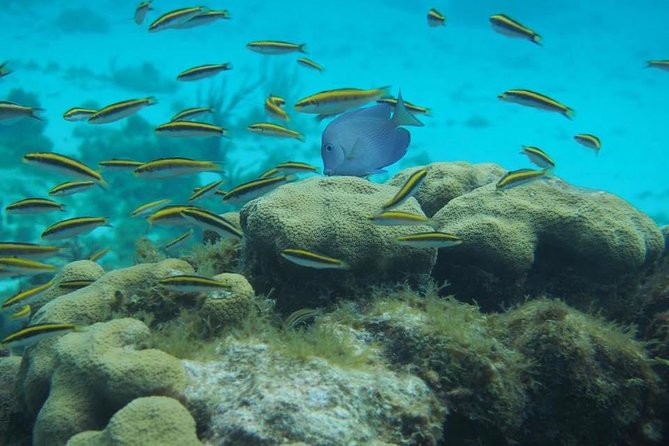 Starfish Point, Stingray City and Coral Garden (3-Stop Adventure) - Additional Information