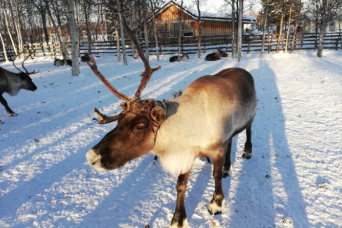 Stockholm Christmas Tour and Food Experience - Weather Conditions and Date Changes