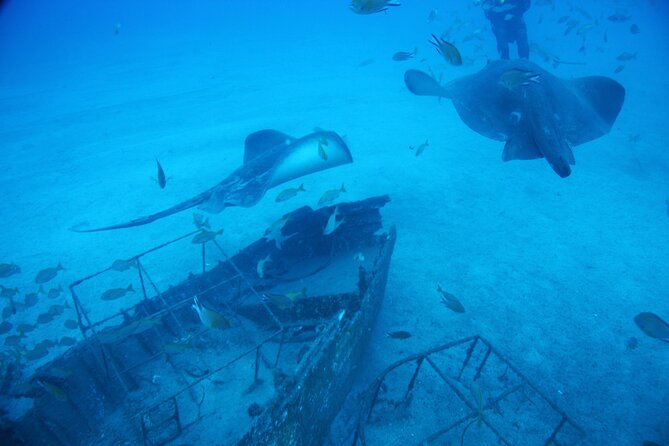 Submarine Tour Tenerife: a 1 Hour Underwater Experience - Price and Copyright