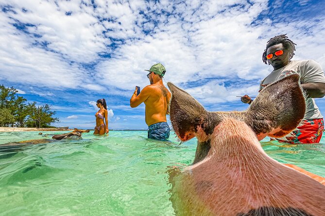 Suncay Swimming Pigs Adventure With Lunch at Pigs Beach - The Sum Up
