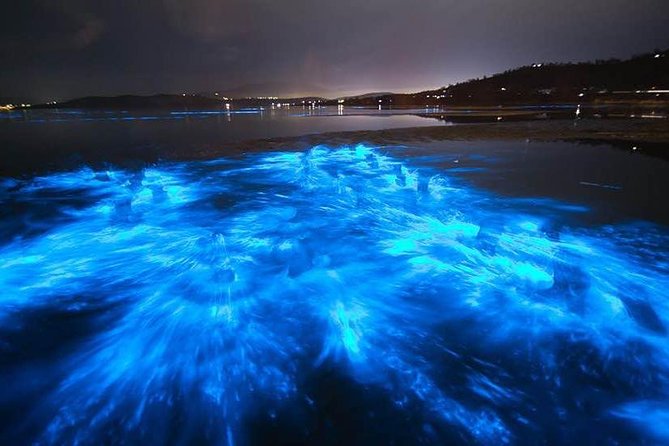Sunset Bioluminescent Comb Jelly & Dolphin Tour - Traveler Photos and Reviews