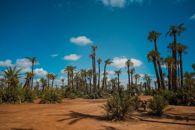 Sunset Camel Ride in the Palm Grove Of Marrakech - Cancellation Policy for the Sunset Camel Ride