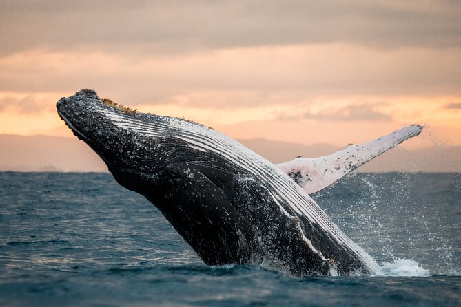 Sunset Cruise Sailing Catamaran in San Lucas - Notable Features and Services