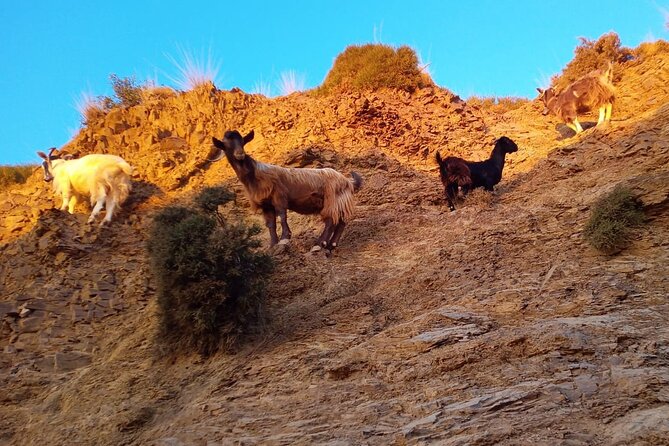 Sunset Jeep Tour in Crete - Common Questions
