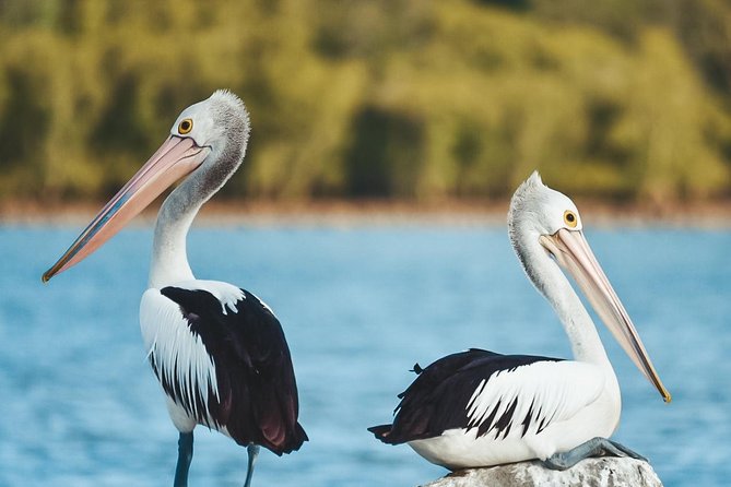 Sunset River Cruise Near Byron Bay - Reviews