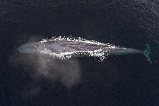 Sunset Whale Watch Tour in Monterey - Traveler Reviews