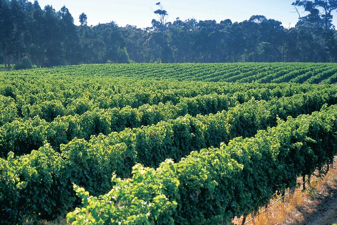 Swan Valley Private Tour - Cancellation Policy