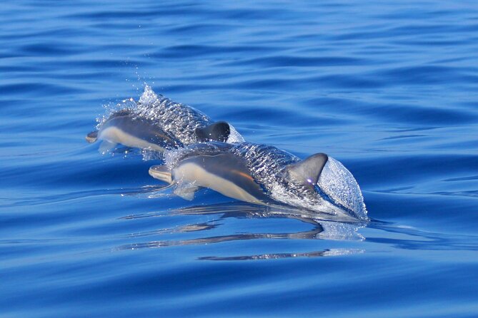 Swim With Dolphins in the Azores - Positive Experiences and Quick Interactions