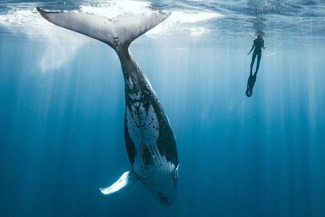 Swim With Humpback Whales - Good To Know