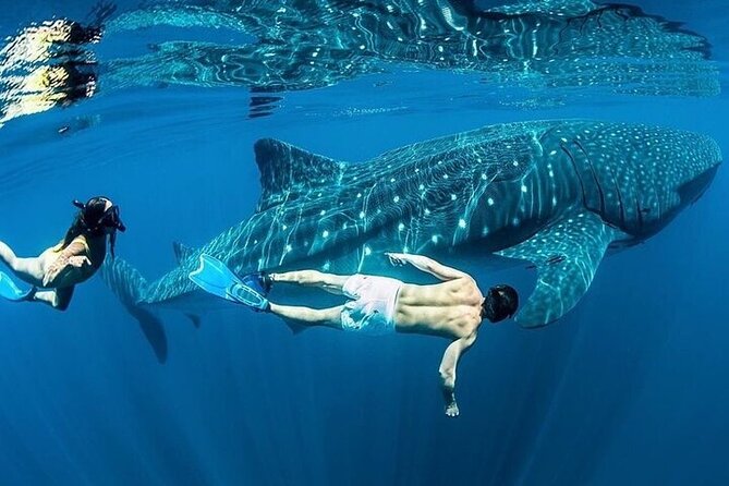 Swim With Whale Shark From La Paz - Tips for a Memorable Whale Shark Encounter in La Paz