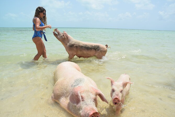 Swimming Pigs & Tour - Morning Excursion With Transportation - The Sum Up