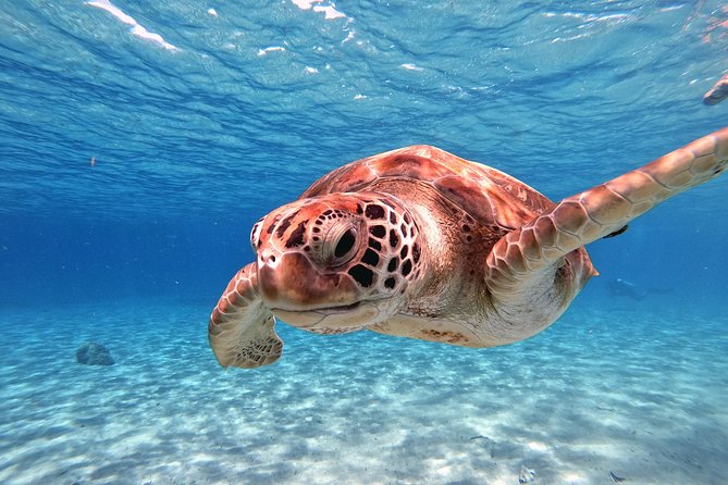 Swimming With Sea Turtles Incl. Pictures. Award Winner - The Sum Up