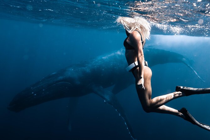 Swimming With Whales in Moorea (Half Day Tour) - Directions to the Meeting Point