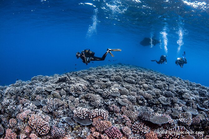 Tahiti 2-tank Certified Scuba Dive - Authenticity Checks for Reviews and Where to Find Them