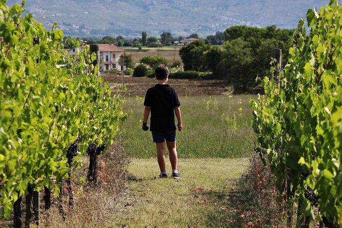 Tasting Selection of 4 Wines in Montefalco - Common Questions