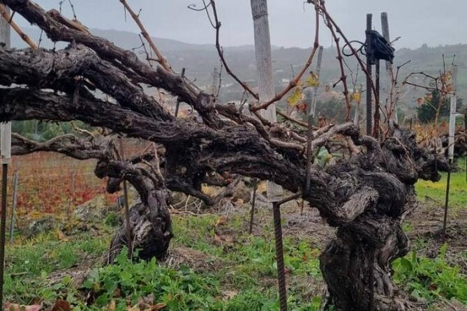 Tenerife North Gastro Wine Tour - Scenic Routes and Landscapes