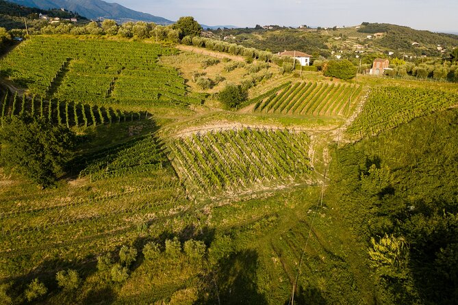 Tenuta Mareli - Wine Tasting in Tuscany - Special Events and Activities