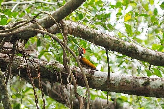 The Little Amazon and Sri Phang Nga Waterfall Full Day Tour From Khao Lak - Price and Provider