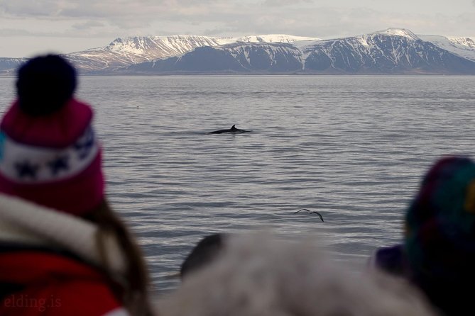 The Original Classic Whale Watching From Reykjavik - Seasonality and Expectations