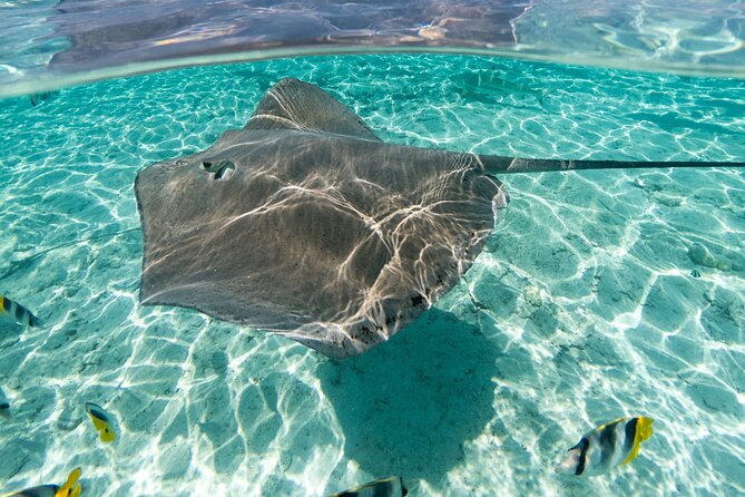 Toa Boat Bora Bora Private Lagoon Tour With Lunch on Majestic Pontoon Boat - Itinerary