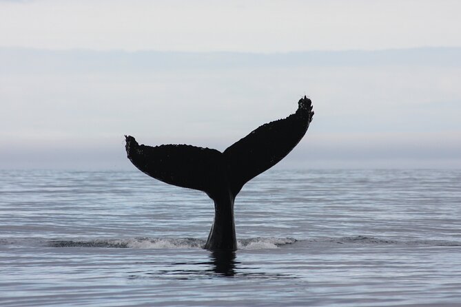 Top-Rated Snorkeling in Silfra & Whale Watching Self-Drive From Reykjavik - Exploring Icelands Aquatic Landscapes