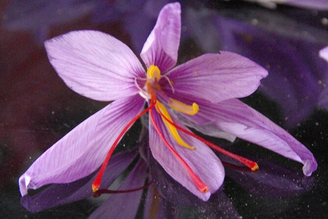 Discover the Culture of Saffron, Taste Saffron and Red Fruit Jams - Common Questions
