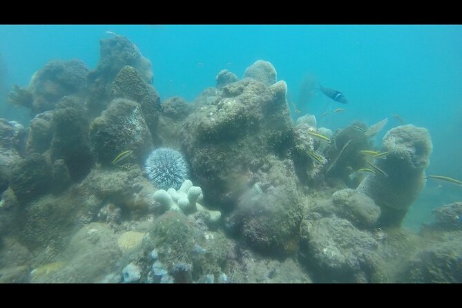 Tres Palmas Marine Reserve Snorkel With Free Photos and Videos  - Puerto Rico - Common Questions