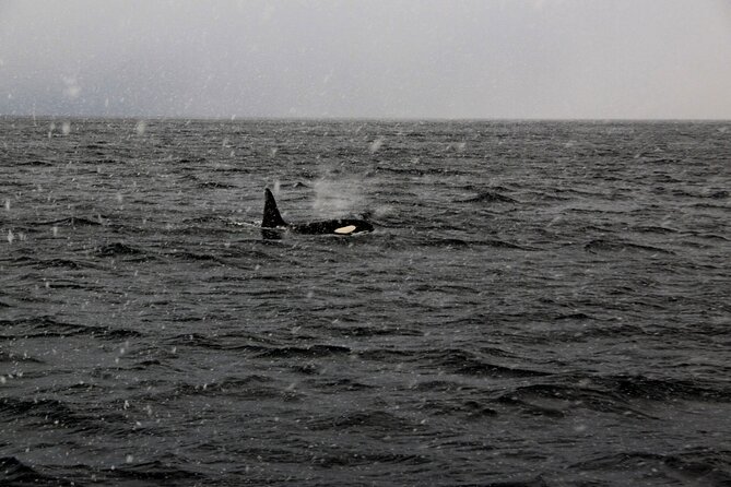 Tromso Full-Day Whale and Seabird Boat Tour to Skervoy - Tour Highlights and Logistics