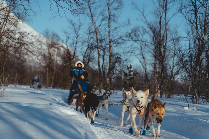 Tromso Guided Dogsledding Adventure - Summer Option: Cruise Past the Lyngen Alps