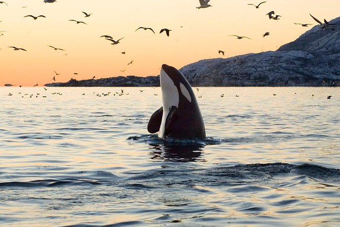 Tromso Oceanic Ballet: Orca Odyssey & Majestic Marine Ensemble - Pricing and Booking Details