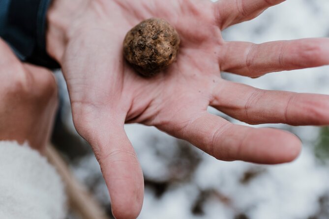 Truffle Hunting and Barolo Tasting Tour in the Alba Area - Cancellation Policy and Additional Information