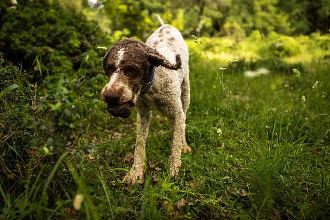 Truffle Hunting at Meteora - Common Questions