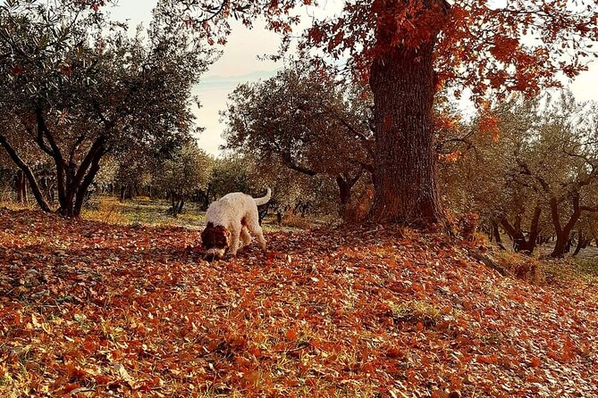 Truffle Hunting Experience in Assisi - Exciting Opportunity to Find and Dig Out Truffles