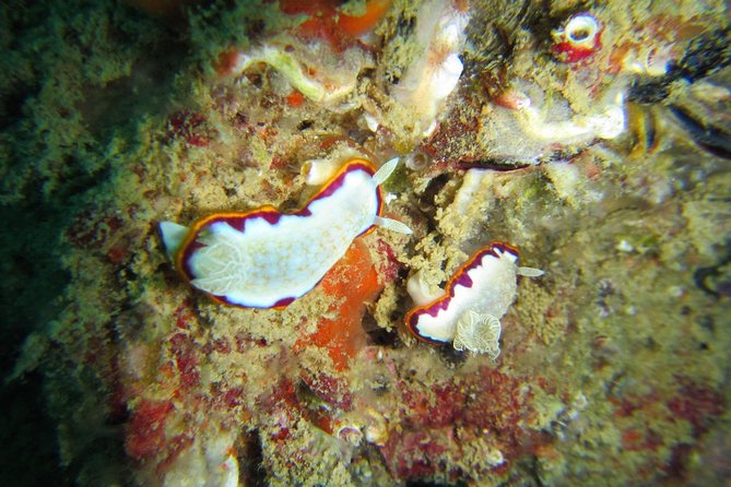 Try SCUBA Diving - The Sum Up